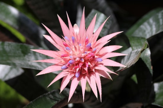 Bromeliad Star Shaped Flowers