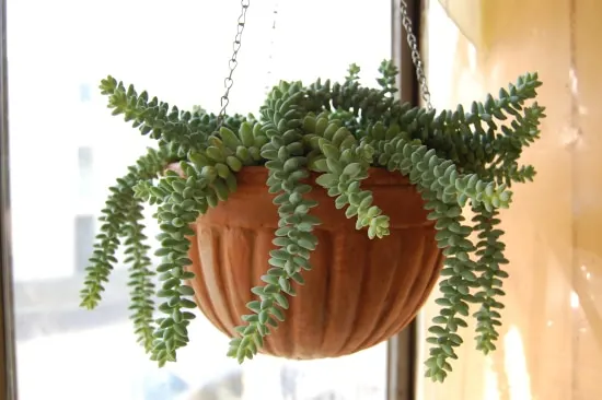 Burros Tail or Donkeys Tail Quirky And Unusual Plants