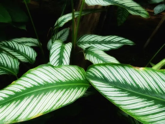 Calathea or Zebra Plant Striped Houseplants Calathea or Zebra Plant Striped Houseplants