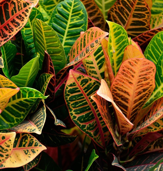 Croton Striped Houseplants Croton Striped Houseplants
