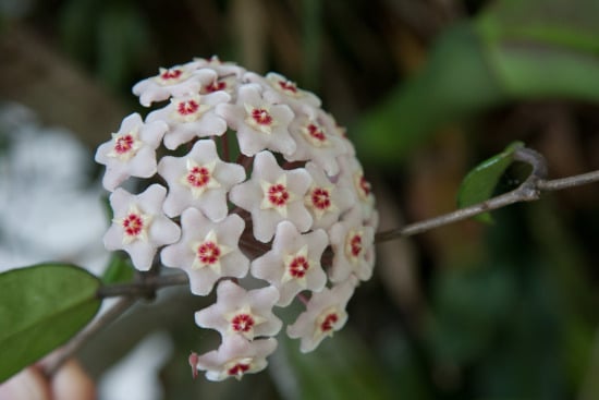 Hoya Carnosa or Porcelain Flower Star Shaped Flowers
