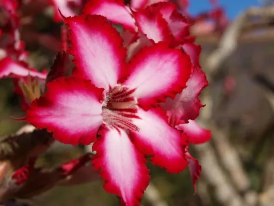 Impala Lily Star Shaped Flowers