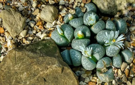 Living Stones Quirky And Unusual Plants Living Stones Quirky And Unusual Plants