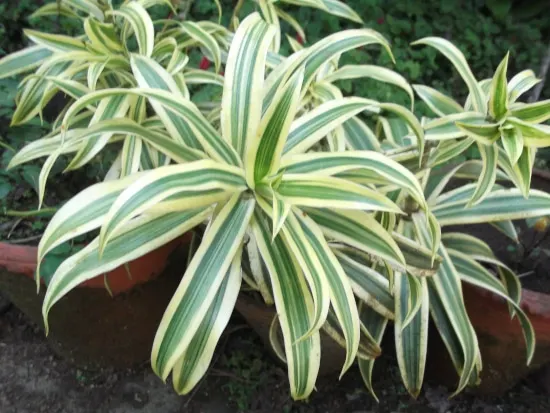 Pleomele or Dracena Striped Houseplants