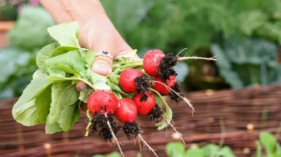 Radish and Turnip Small Vegetable Plants Radish and Turnip Small Vegetable Plants