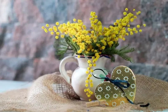 Sensitive Plants Quirky And Unusual Plants Sensitive Plants Quirky And Unusual Plants