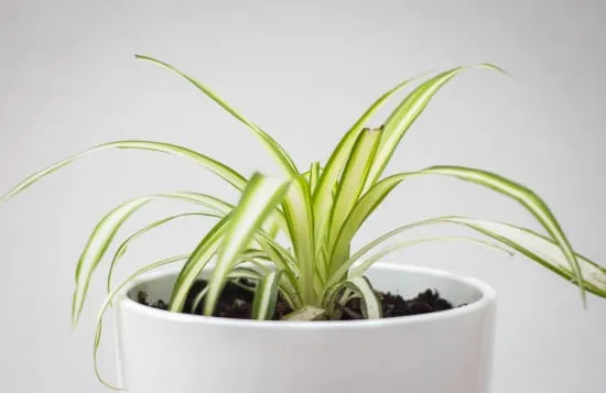 Spider Plant Striped Houseplants