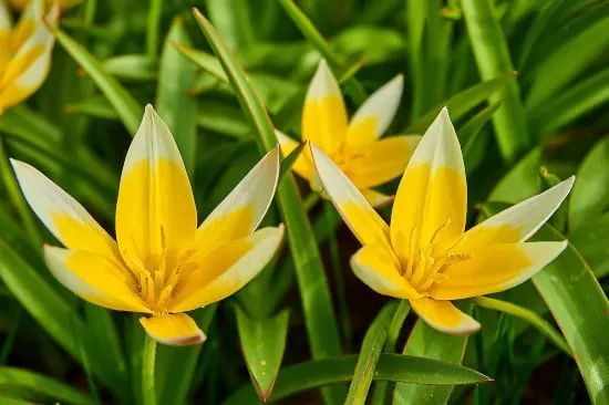Star Tulip Star Shaped Flowers