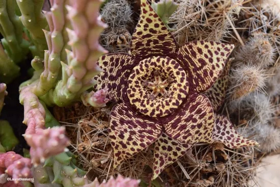 Starfish Plant or Stapelia Star Shaped Flowers