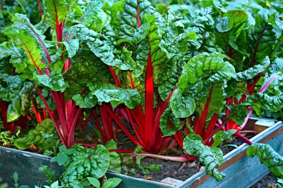 Swiss Chard Small Vegetable Plants