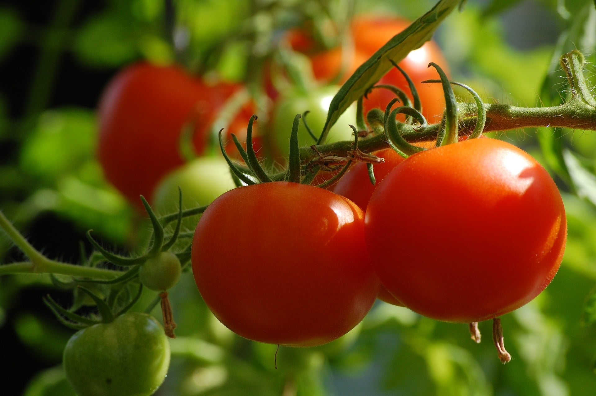 Tomato Small Vegetable Plants Tomato Small Vegetable Plants
