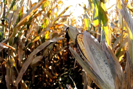 When Is Corn Ready To Pick Dry Harvesting