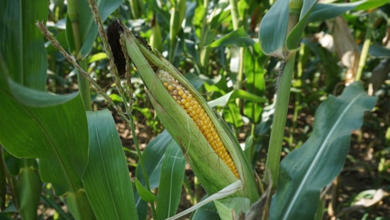 When Is Corn Ready To Pick Milk stage harvesting