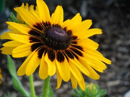 Black Eyed Susan Bright Summer Blooming Perennial Flowers