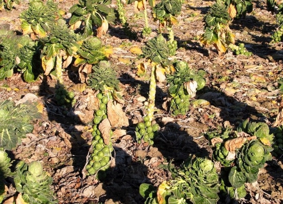 Brussels Sprouts What Is the Healthiest Vegetable Brussels Sprouts What Is the Healthiest Vegetable