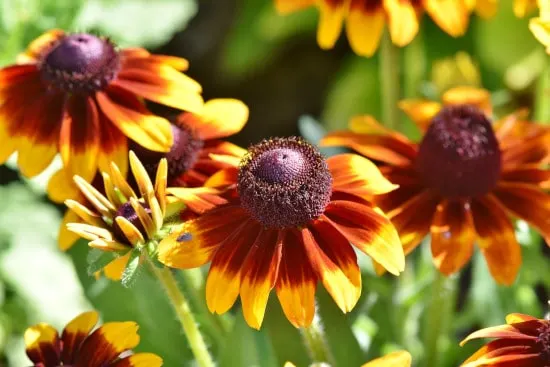 Coneflower Bright Summer Blooming Perennial Flowers Coneflower Bright Summer Blooming Perennials Flowers