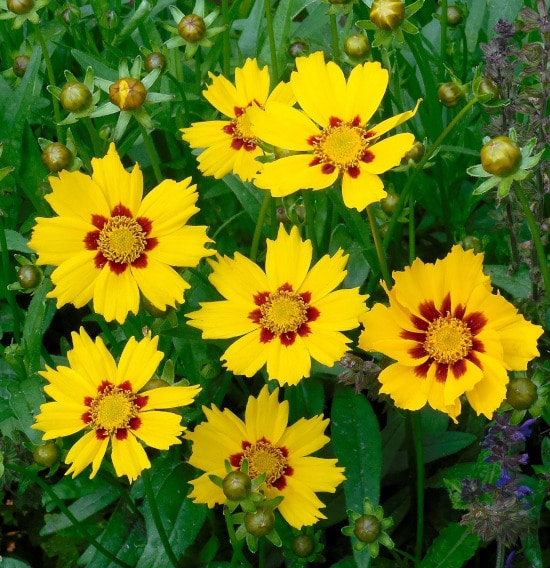 Coreopsis Bright Summer Blooming Perennial Flowers Coreopsis Bright Summer Blooming Perennial Flowers