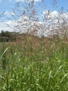 How To Get Rid Of Johnson Grass