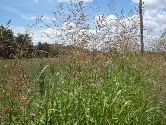 How To Get Rid Of Johnson Grass How To Get Rid Of Johnson Grass