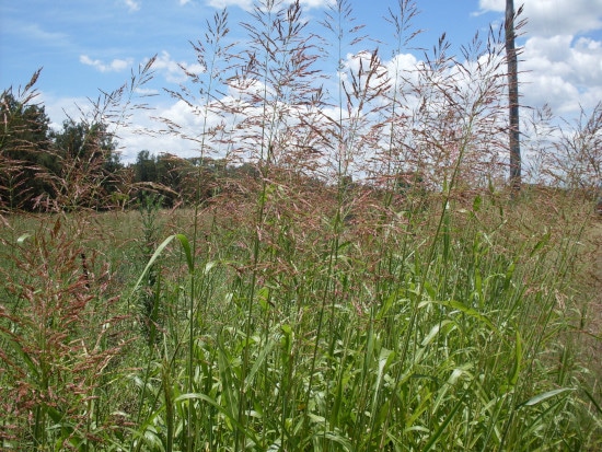 How To Get Rid Of Johnson Grass