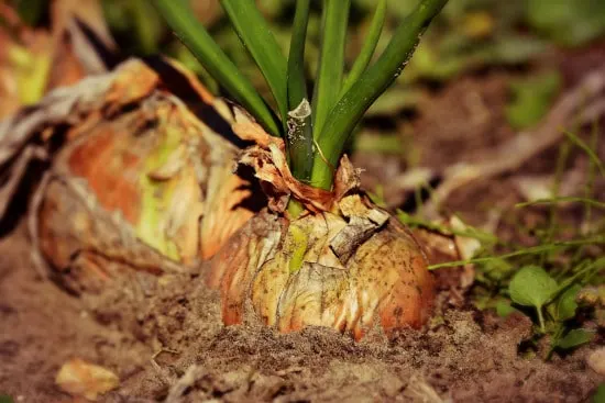 Onions What Is the Healthiest Vegetable Onions What Is the Healthiest Vegetable
