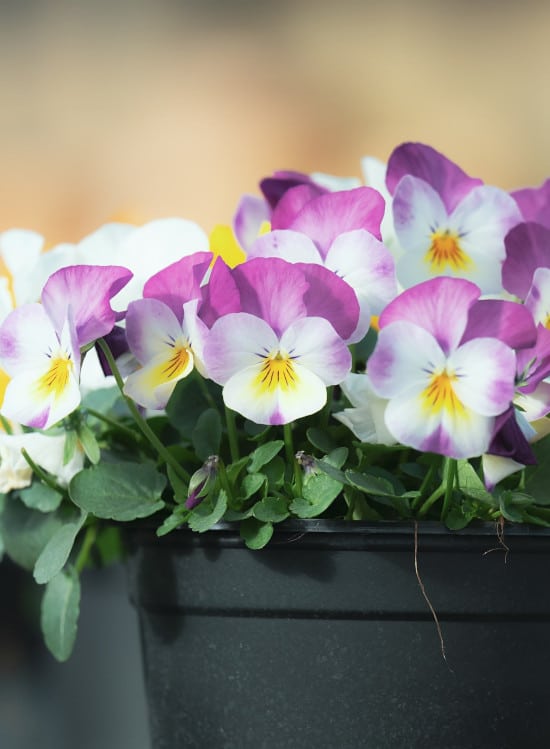 Pansy Winter Annual Flowers