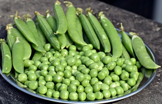 Peas Tall Vegetable Plants