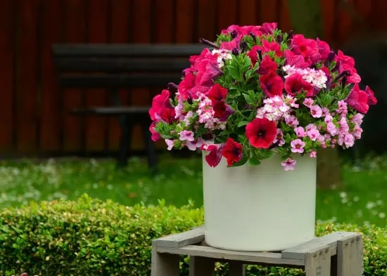 Petunia Winter Annual Flowers