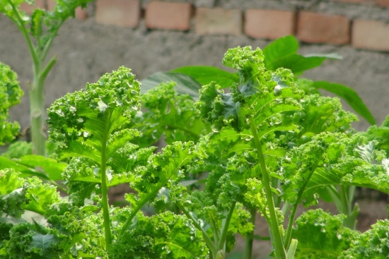 Rapini What Is the Healthiest Vegetable