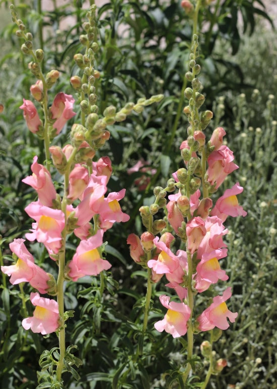 Snapdragon Winter Flowering Annuals Snapdragon Winter Flowering Annuals