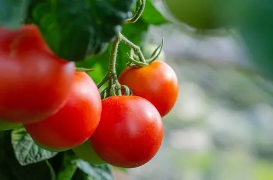 Tomatoes Tall Vegetable Plants