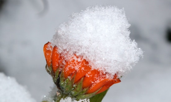 Calendula Frost Resistant Plants