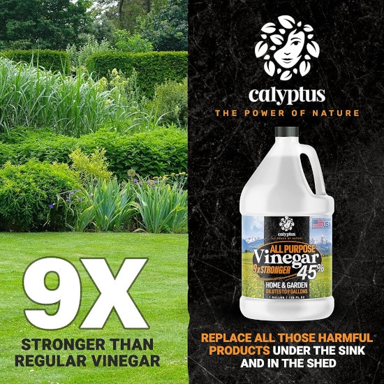 Calyptus 45 Pure Super Concentrated Vinegar How To Get Rid Of Foxtails Calyptus 45 Pure Super Concentrated Vinegar How To Get Rid Of Foxtails
