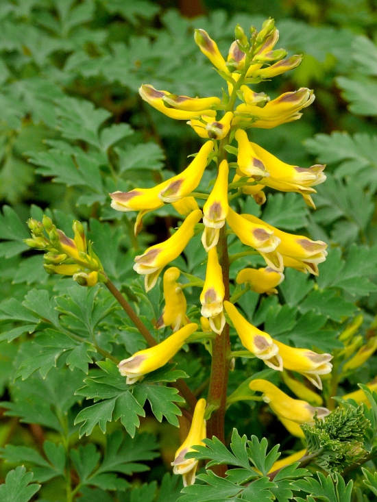 Fumewort Yellow Perennials Fumewort Yellow Perennials