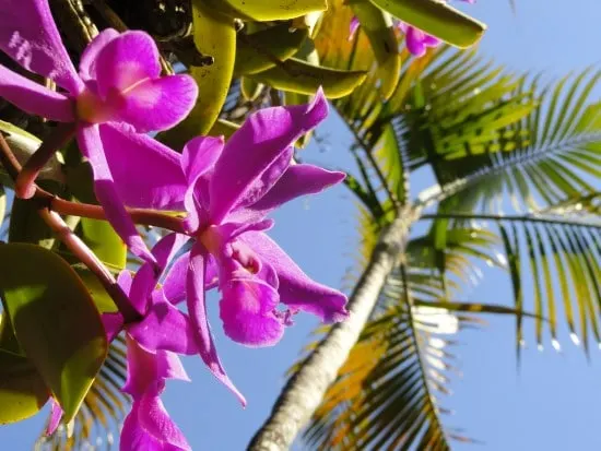 How Long Do Orchid Blooms Last How Long Do Orchid Blooms Last