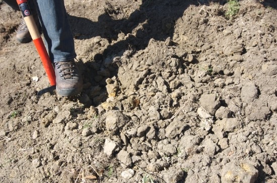 How To Amend Clay Soil Without Tilling How To Amend Clay Soil Without Tilling