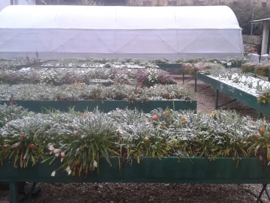 How To Cover Plants For Frost How To Cover Plants For Frost