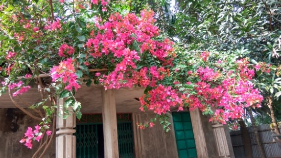 How To Prune Bougainvillea 2 How To Prune Bougainvillea 2