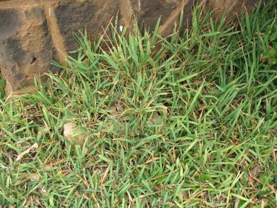 How To Revive St. Augustine Grass 2 How To Revive St. Augustine Grass 2