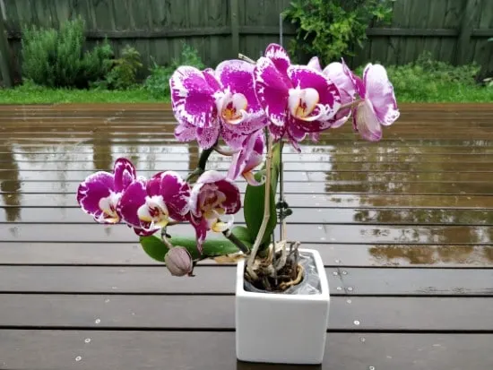 Phalaenopsis orchids in the rain How Long Do Orchid Blooms Last Phalaenopsis orchids in the rain How Long Do Orchid Blooms Last