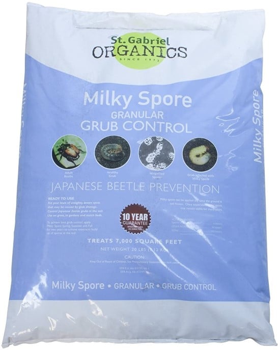 Apply milky spores How To Get Rid Of June Bugs That Invade Your Garden