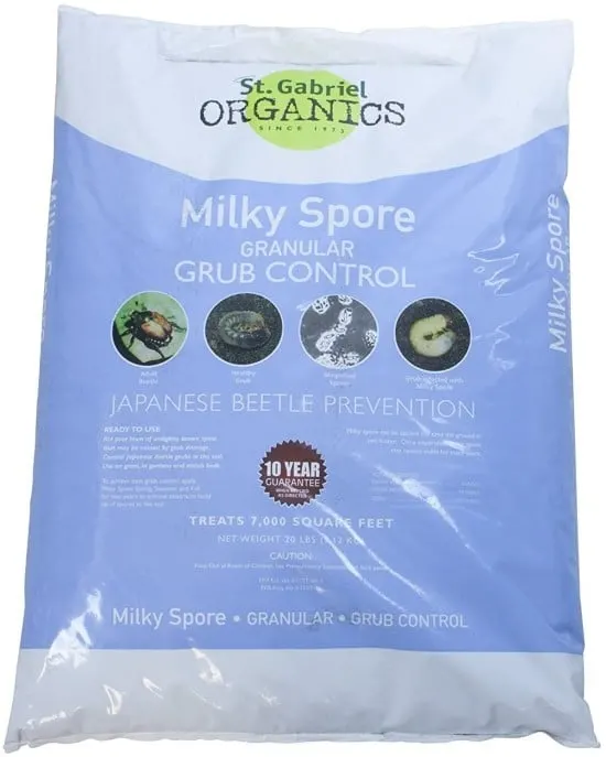Apply milky spores - How To Get Rid Of June Bugs