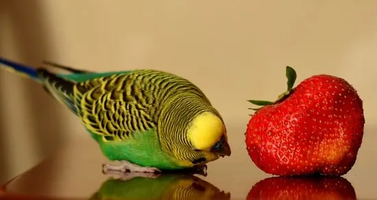 Birds What Is Eating My Strawberries Birds What Is Eating My Strawberries
