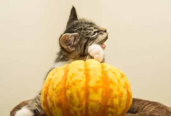 Cats What Animals Eat Pumpkins And Their Benefits Cats What Animals Eat Pumpkins And Their Benefits