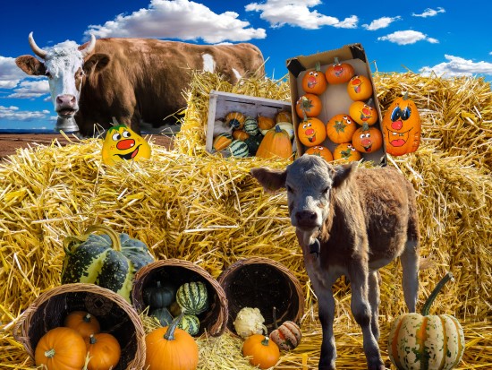 Cows What Animals Eat Pumpkins And Their Benefits Cows What Animals Eat Pumpkins And Their Benefits