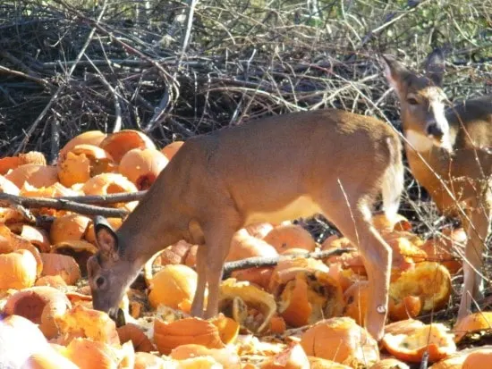 Deer What Animals Eat Pumpkins And Their Benefits Deer What Animals Eat Pumpkins And Their Benefits