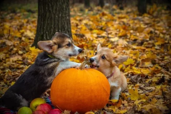 Dogs What Animals Eat Pumpkins And Their Benefits Dogs What Animals Eat Pumpkins And Their Benefits