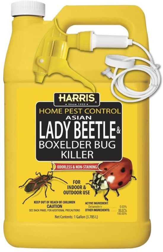 HARRIS Odorless and Non Staining Box Elder Bug Killer How To Get Rid Of Boxelder Bugs Indoor And Outdoor