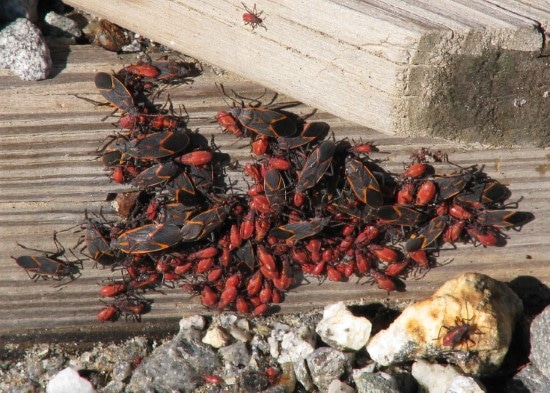 How To Get Rid Of Boxelder Bugs 2 How To Get Rid Of Boxelder Bugs 2
