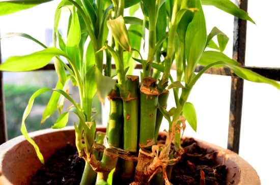 How To Propagate Bamboo And Care For It